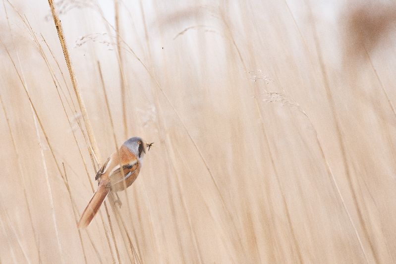 Kokius paukščius į Lietuvą atginė klimato kaita?