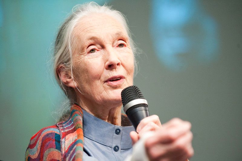 Jane Goodall o covidu, odolnosti a klimatické změně