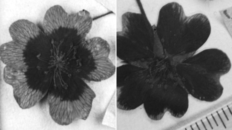 In the past 75 years many flowers started raising the level of ultraviolet (UV) pigments in their petals