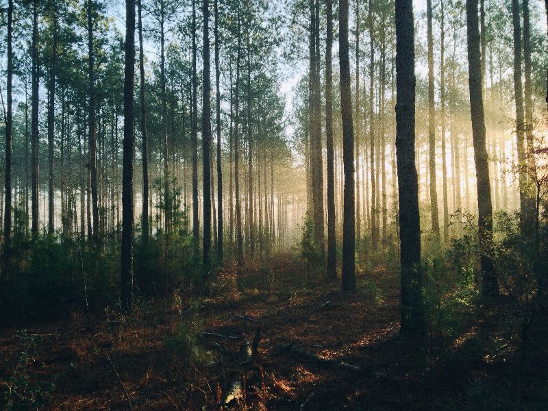 Būdas „išpirkti“ savo taršą – miškai nepajėgūs mūsų išgelbėti, reikės keisti įpročius
